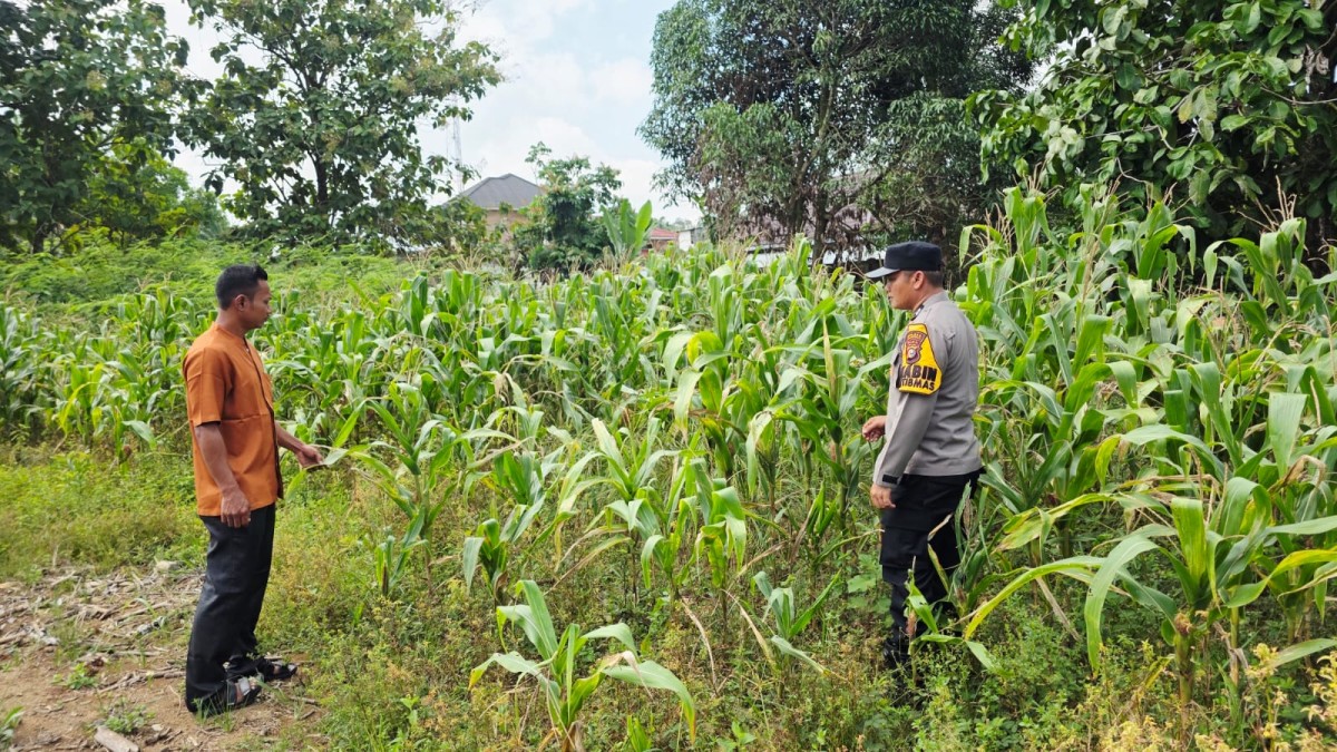 Polsek Tandun dan Warga Desa Tapung Jaya Intensifkan Perawatan Jagung Pipil,  Sukseskan Ketahanan Pangan Nasional