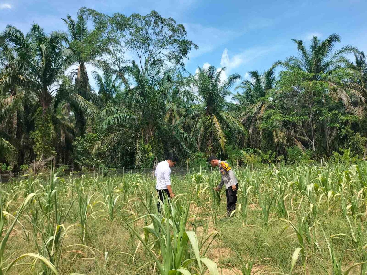 Wujudkan Swasembada Pangan, Polsek Tandun Bersama Warga Perawatan Jagung di Desa Dayo