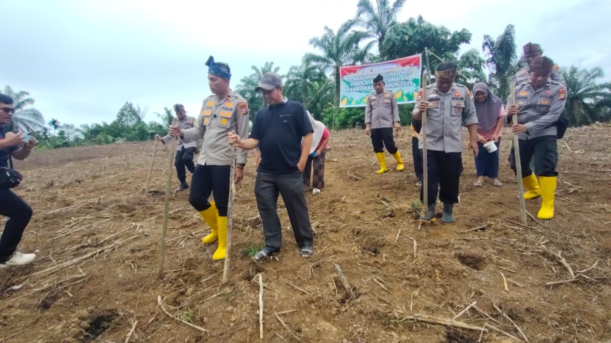 Polsek Rambah Samo Tanam Jagung Pipil 2 Hektar, Dukung Program Ketahanan Pangan Presiden