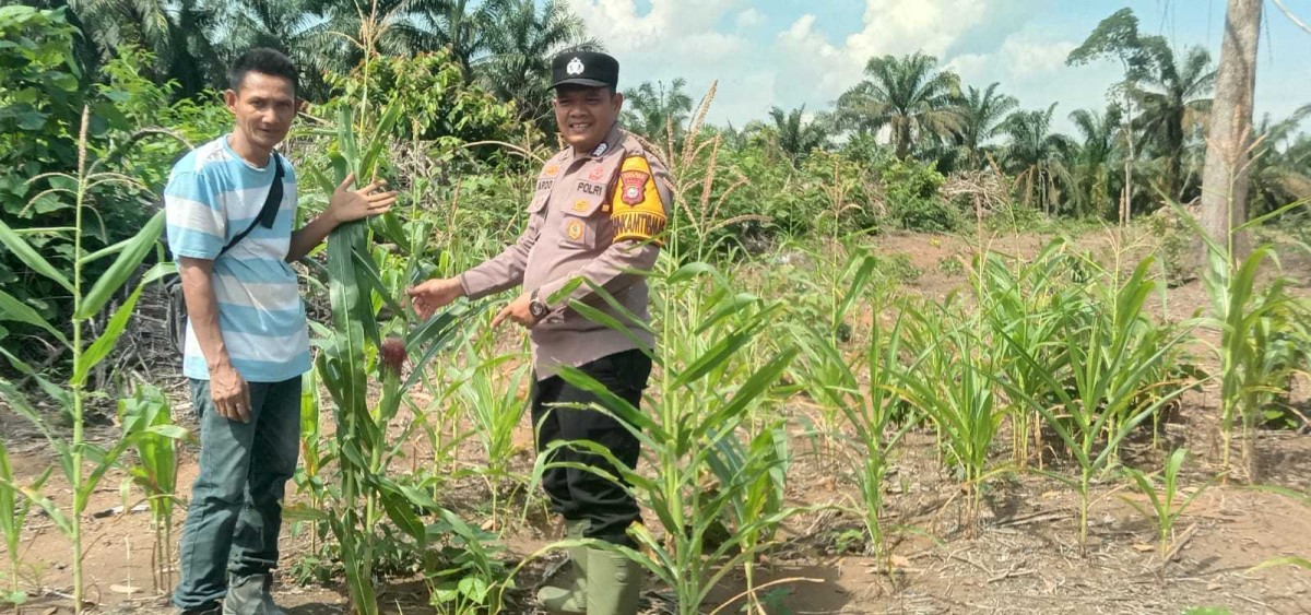Polsek Tandun Intensifkan Perawatan Jagung di Desa Tandun Barat, Wujudkan Swasembada Pangan Nasional