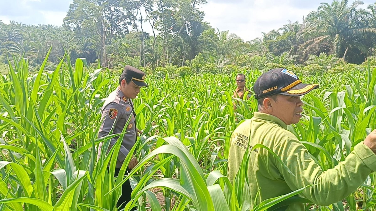 Polsek Tandun dan Pemdes Tandun Monitoring Tanaman Jagung Dukung Ketahanan Pangan