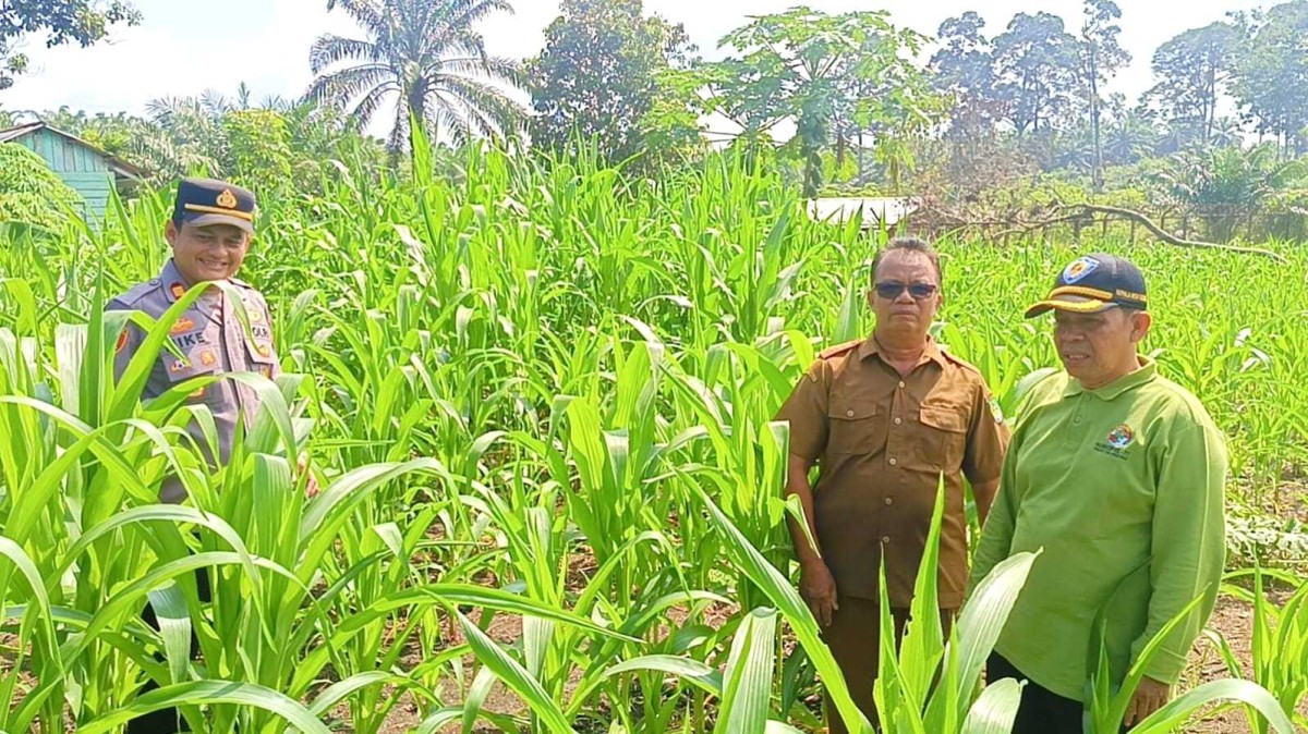 Dukung Swasembada Pangan, Polsek Tandun Intensif Rawat Jagung Jelang Masa Panen