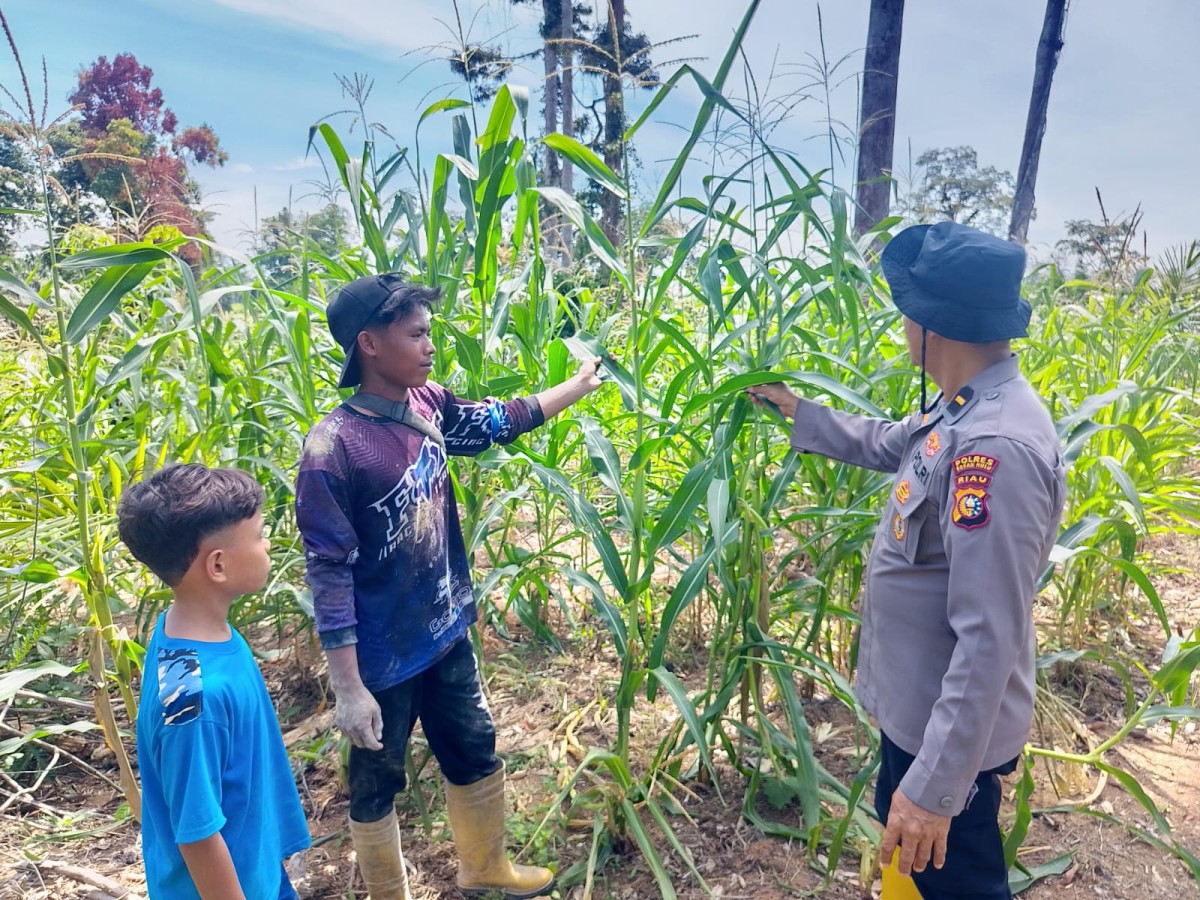 Polsek Rambah Samo Cek Langsung Lahan Jagung 7 Hektar di Sei Salak, Dukung Ketahanan Pangan Nasional