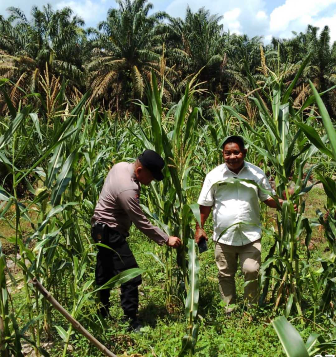 Kolaborasi Polsek Tandun – PTPN IV Sei Tapung Tanam Jagung 2 Hektare Dukung Ketahanan Pangan Nasional
