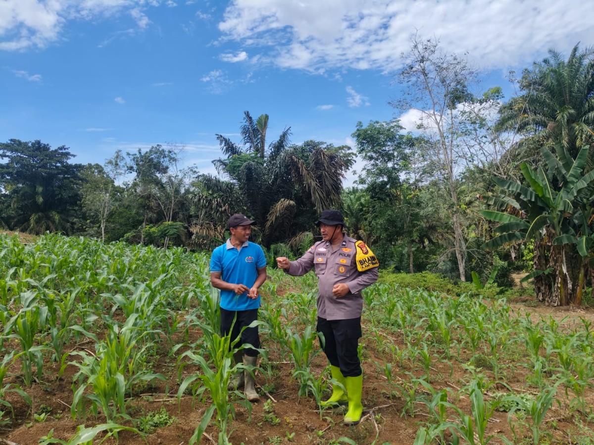 Jagung Polsek Rambah Samo Tumbuh Subur, Ketahanan Pangan Bukan Cuma Wacana