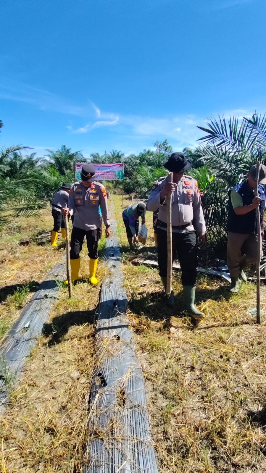 Gas Poool !! H+ 1 Tanam, Polsek Rambah Samo Cek Benih Jagung 1,5 Hektar 