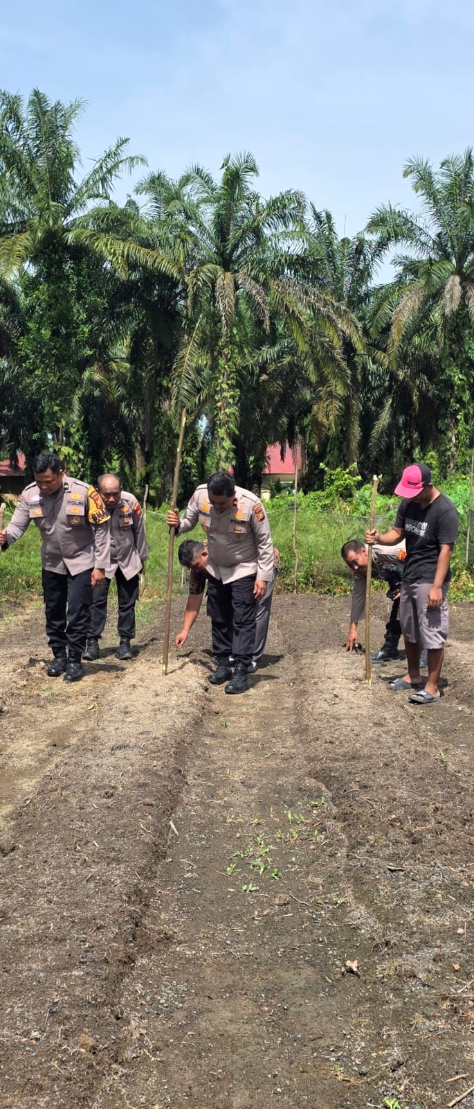 Tanam Bersama Kapolsek Jusup Purba S.H M.H. Gas Kuartal 2 Bareng Petani Ujung Batu 