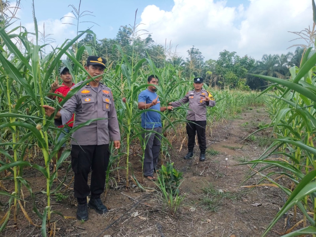 Jagung Pipil di Teluk Aur Usia 66 Hari Tumbuh Optimal, Polsek Rambah Samo Dukung Program Ketahanan Pangan