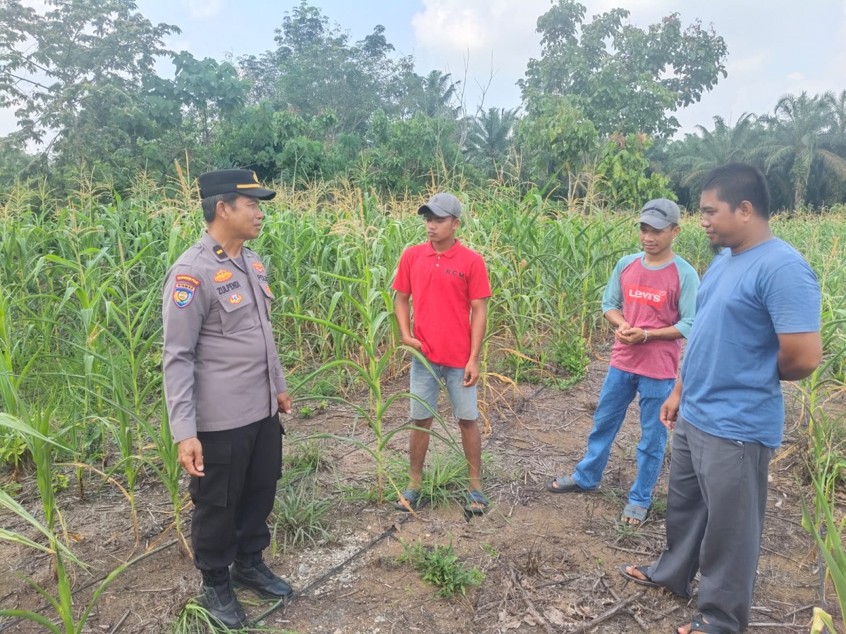 H+66 Hari, Jagung Teluk Aur Tancap Gas !! Tinggi 2 meter , Polri Siap kawal ketahanan pangan