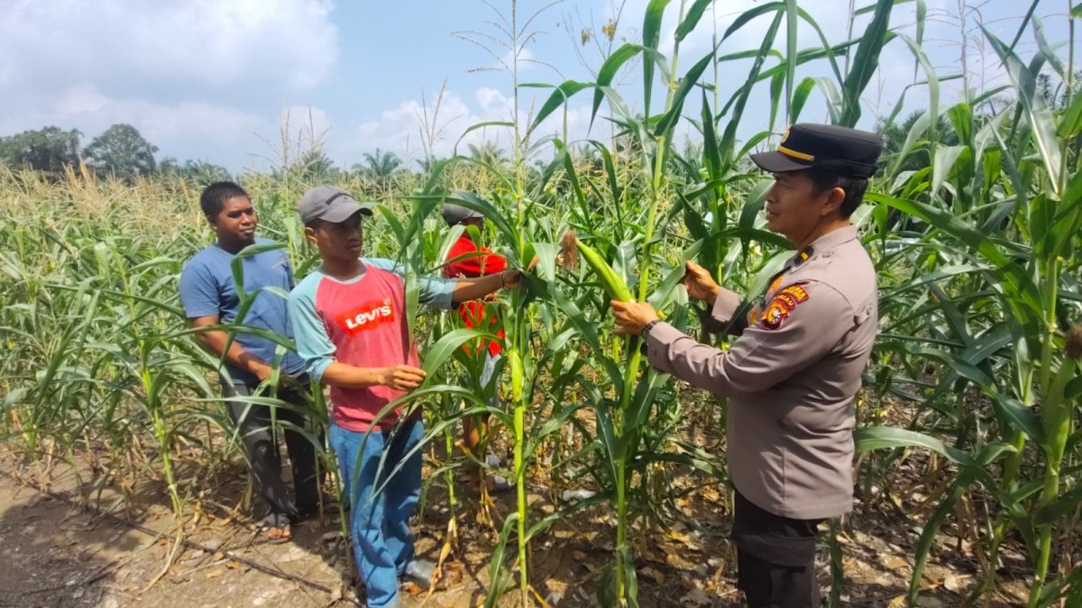 66 HST Jagung Teluk Aur Tembus 2 Meter, Polsek Rambah Samo Bukti Nyata Dukung Ketahanan Pangan