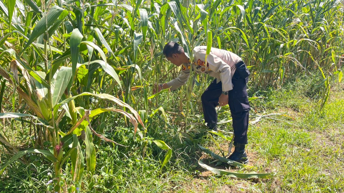 Dukung Ketahanan Pangan, Polres Rokan Hulu Pastikan Jagung Hibrida Tumbuh Optimal Jelang Panen