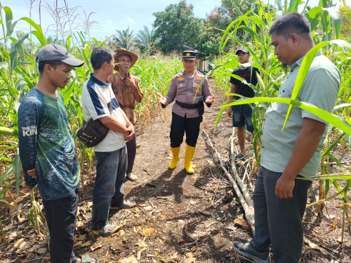 Polri Cinta Petani, Polsek Rambah Samo Sukseskan Program Ketahanan Pangan di Desa Teluk Aur