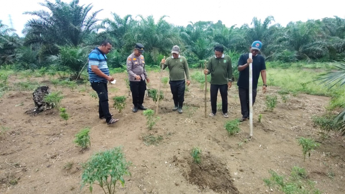 POLSEK RAMBAH SAMO TURUN SAWAH: 4 Hektar Jagung Pioner 32 Singa Ditanam Bareng Warga Marga Mulya Demi Lumbung Pangan Prabowo