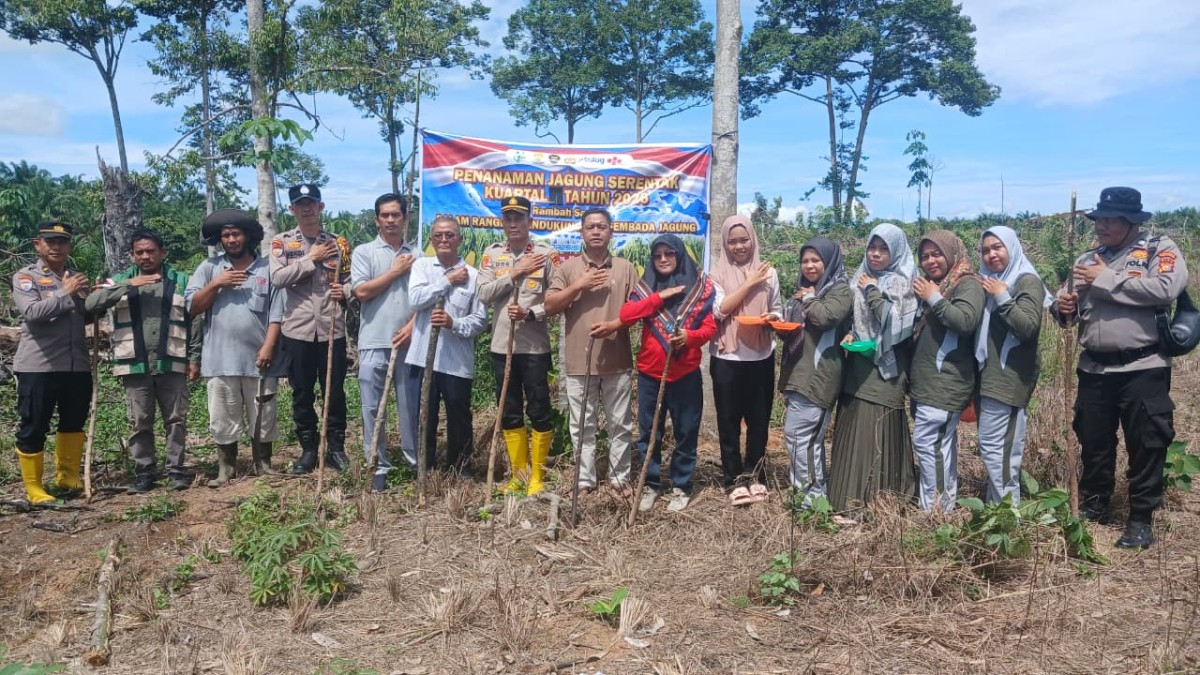 Polsek Rambah Samo & PT RSM Kolaborasi Tanam Jagung Pioner 32 Singa: Ketahanan Pangan Prabowo Bergerak dari Desa Sei Kuning