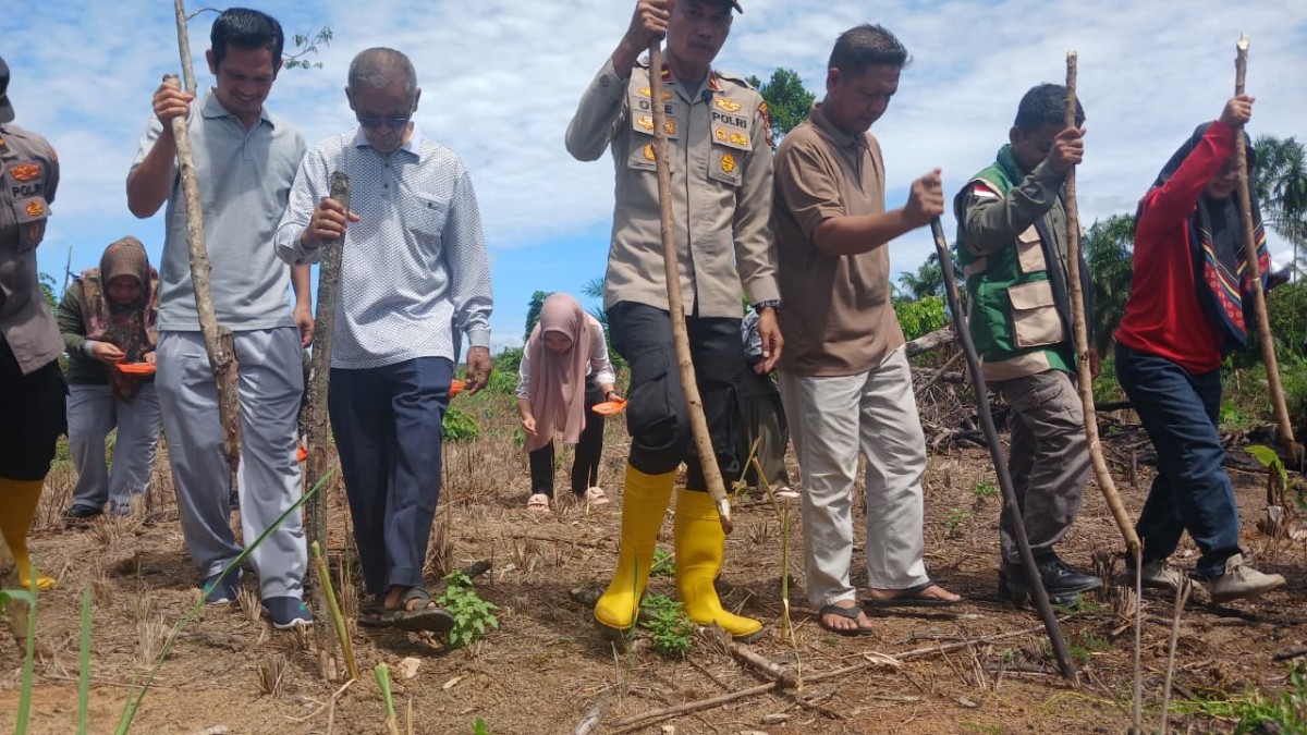POLRI CINTA PETANI: Kapolsek Rambah Samo Turun ke Lumpur, Tanam Jagung Pioner 32 Singa Demi Lumbung Pangan Prabowo