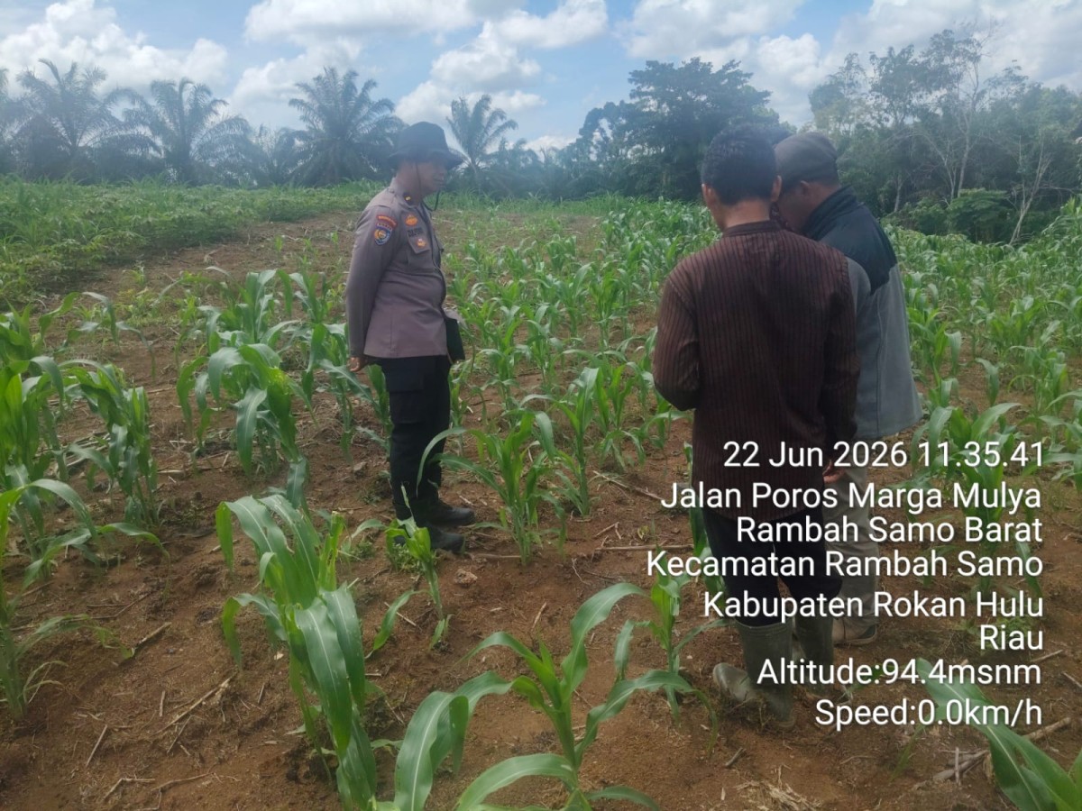 Dari Balik Meja Ke Barisan Jagung, Kisah Polsek Rambah Samo Turun Langsung Jaga Ketahanan Pangan Rakyat