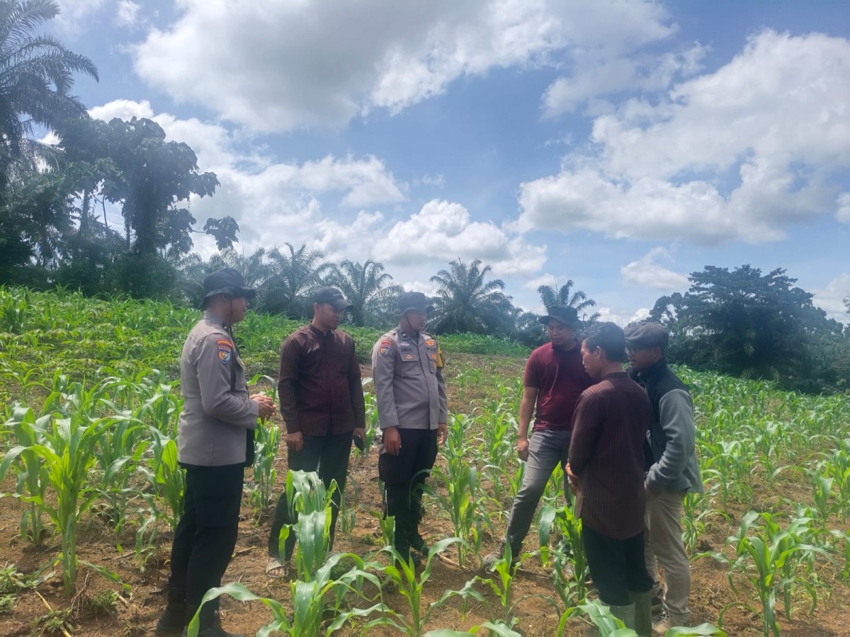 Wujut Cinta Polri Ke Petani, Biro SDM Polda Riau dan Polsek Rambah Samo Turun Langsung Ke Lapangan