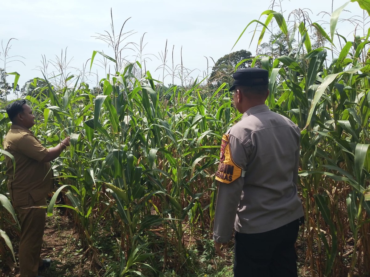Polsek Tandun Kawal Jagung Hibrida Unggul demi Panen Berkualitas dan Ketahanan Pangan Nasional