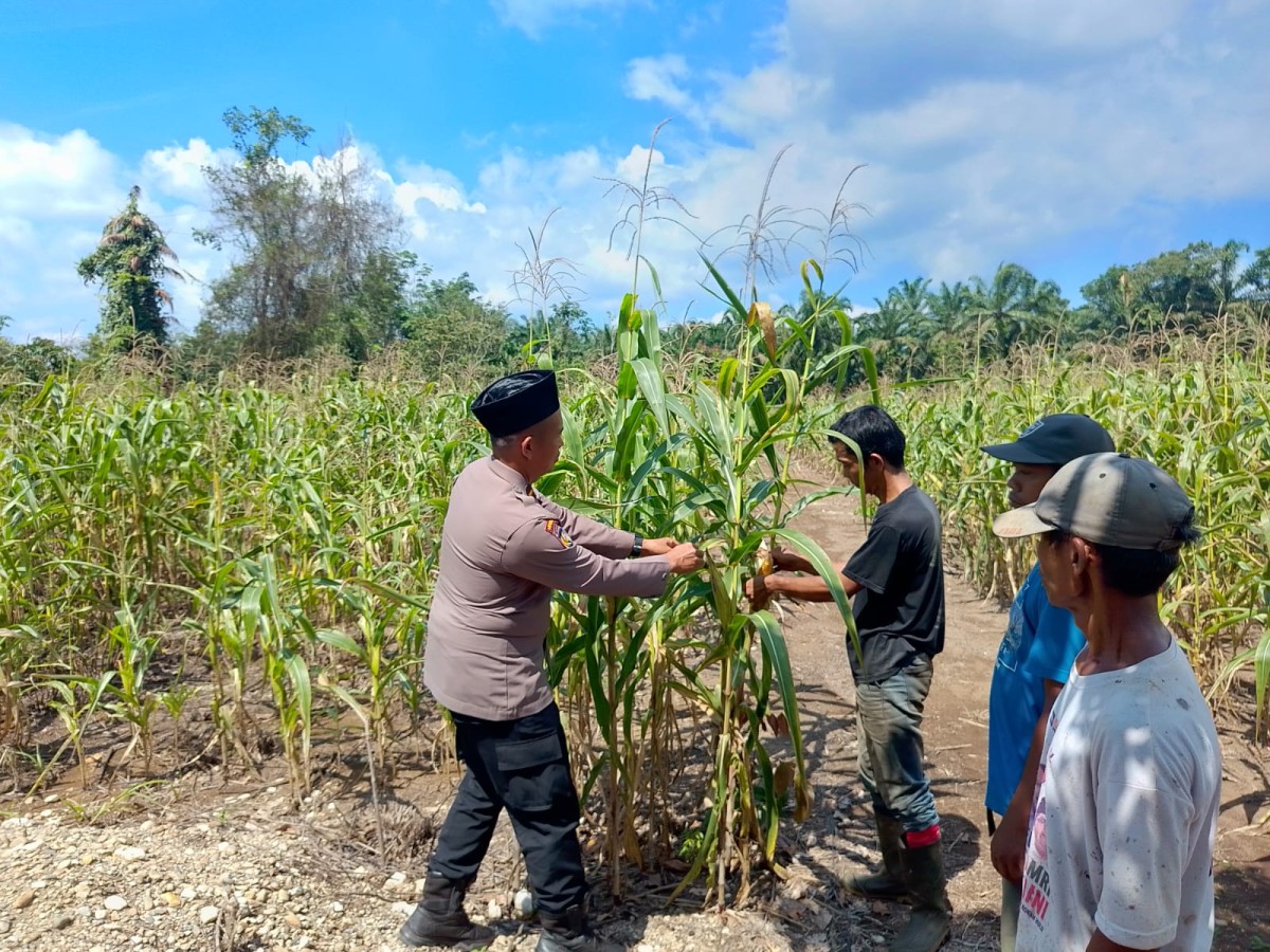 Jagung P32 Singa Umur 84 Hari Tumbuh Tegak, Polsek Rambah Samo Dampingi Bumdes Cek Tanaman Ketahanan Pangan 