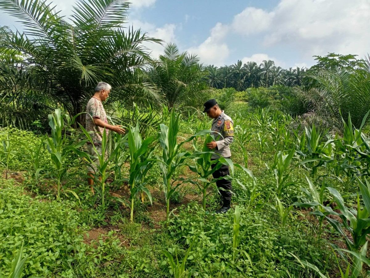 Polsek Tandun Perkuat Ketahanan Pangan melalui Pengecekan Jagung Pipil dan Penerapan Mekanisasi Pertanian di Desa Puo Raya