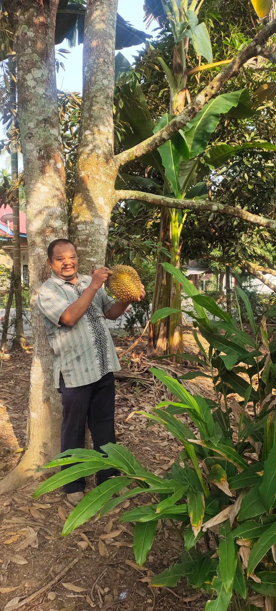 Wekend Gaya Hidup !! Indra Ramos Pilih Ngotorin Tangan, Berkebun Sawit Campur Buah di Lubuk Bendahara