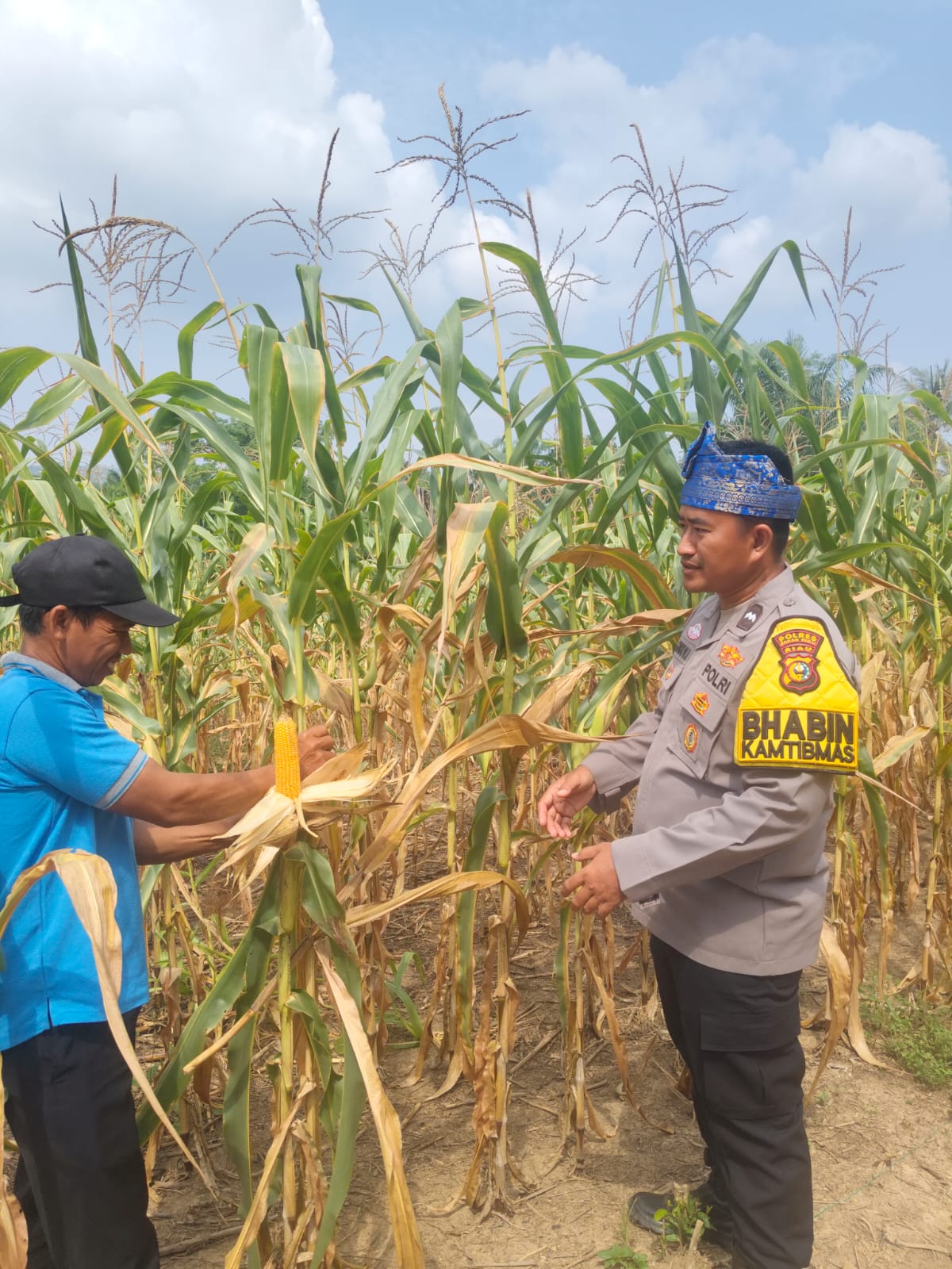 Dukung Swasembada Pangan, Jagung Yang di Kelola Langsung Polsek Rambah Samo, Cek Perkembangan Tanaman di Desa Marga Mulya 