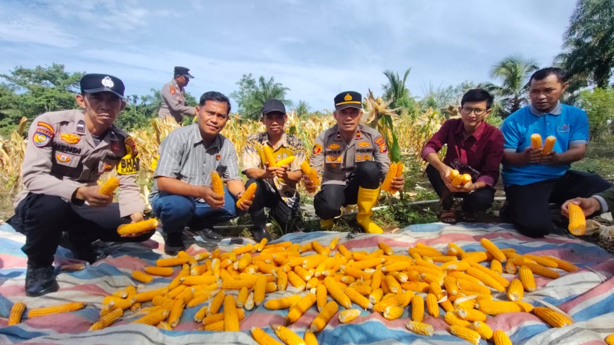 Turun Keladang, Kapolsek Rambah Samo Panen Jagung Dua Hektar Bersama Warga, Wujudkan Polri Cinta Petani 