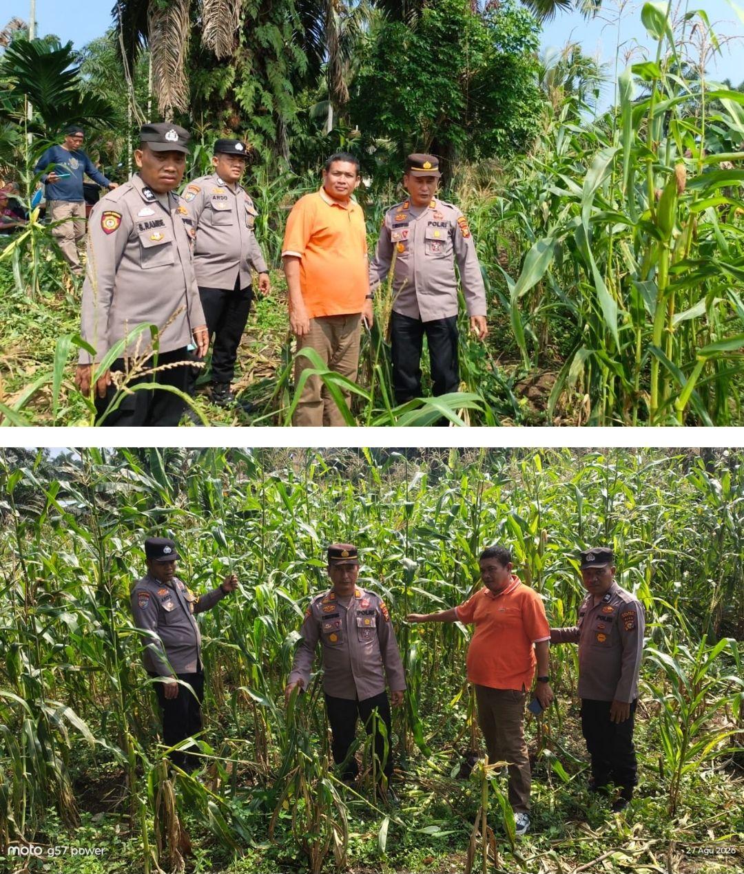 Menjaga Asa Panen, Polsek Tandun Kawal Jagung Ketahanan Pangan