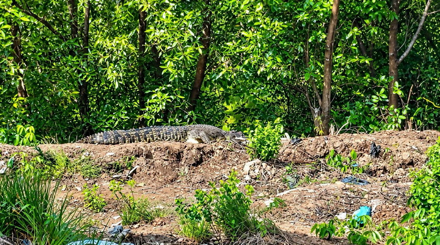 Buaya di Sungai Dumai Masuk Halaman Rumah Warga