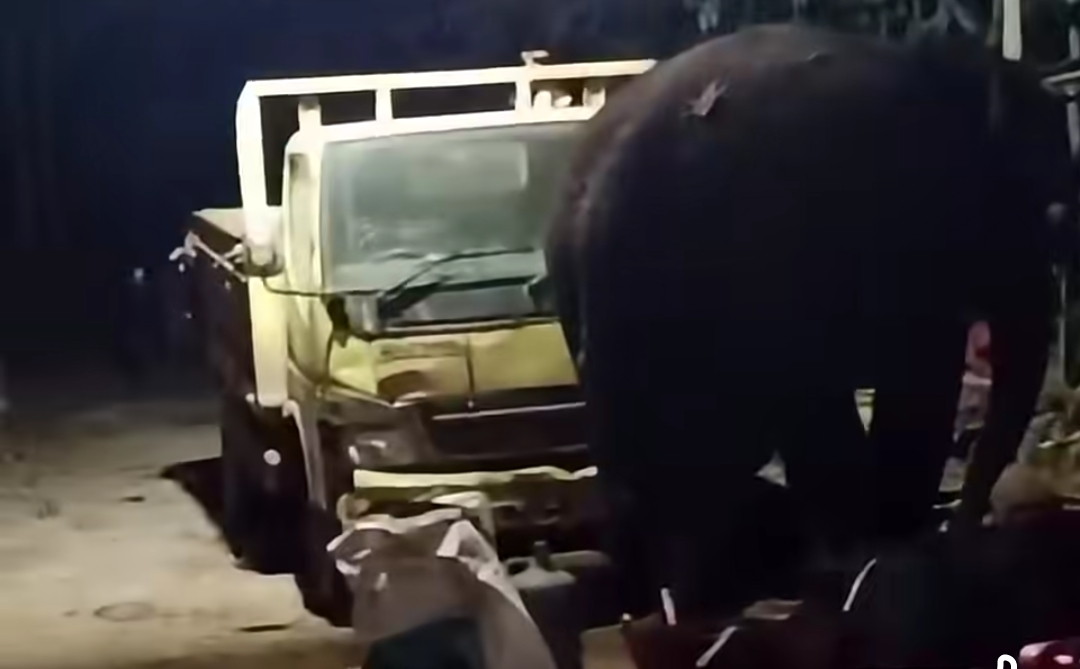 Viral! Gajah Muncul di Areal Bengkel Mobil Warga Pelalawan