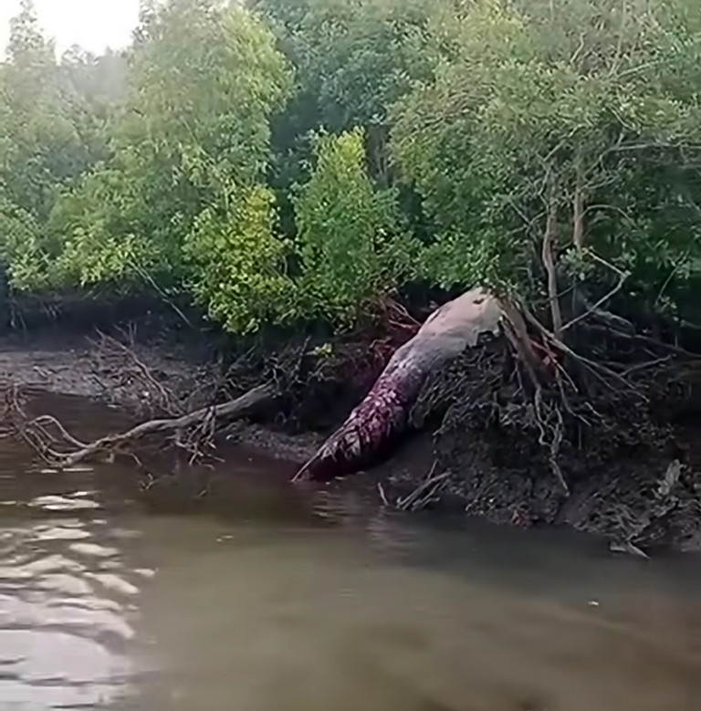Diduga Bangkai Paus Terdampar di Pinggir Hutan Bakau Inhil