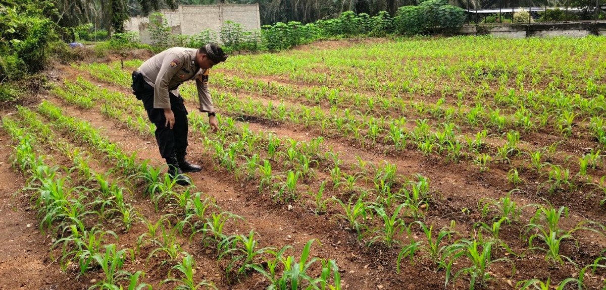 Polsek Tandun Lanjutkan Monitoring Jagung Desa Koto, Perkuat Ketahanan Pangan Nasional